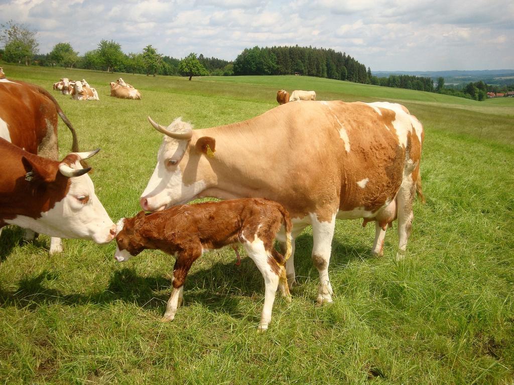 Baby- Und Kinderhof Aicherbauer Seeham Extérieur photo
