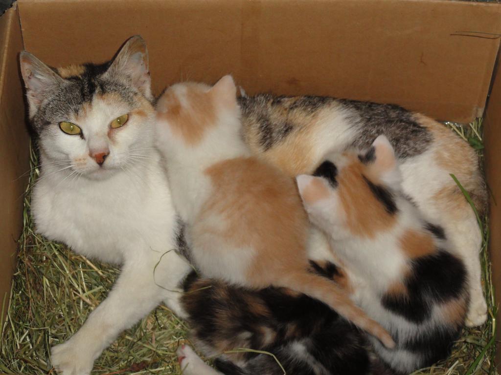 Baby- Und Kinderhof Aicherbauer Seeham Extérieur photo