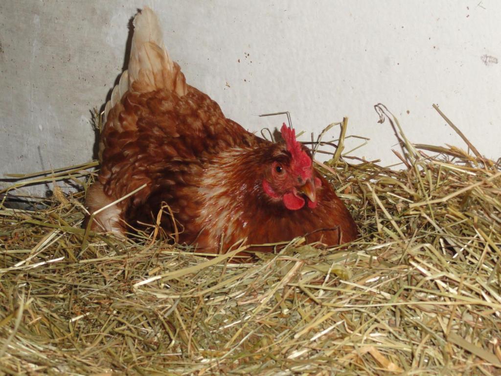 Baby- Und Kinderhof Aicherbauer Seeham Extérieur photo